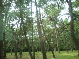 20090802-karatutrees.JPG