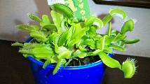 20090816-flytrap.JPG