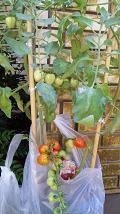 20090816-tomato.JPG