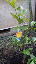 20090817-lemontree.JPG