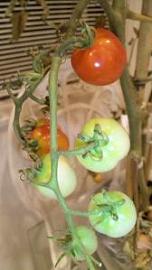 20090901-tomato1.JPG