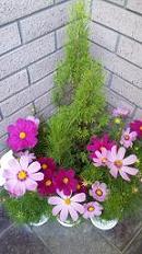 20090907-cosmos1.JPG