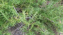 20090918-rosemary.JPG