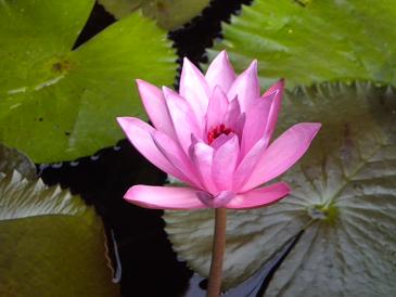 20100107-lotus.JPG