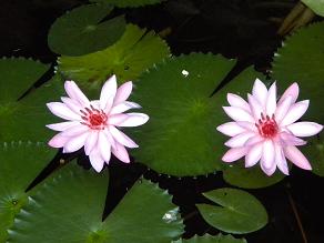 20100110-2lotus.JPG