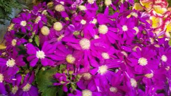 20100207-flowers3.JPG