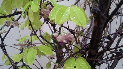 20100405-okujoblueberry.JPG