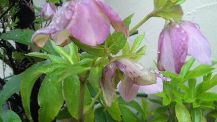 20100405-okujopinkuflowers.JPG