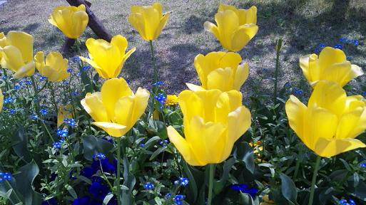 20100426-tulip.JPG