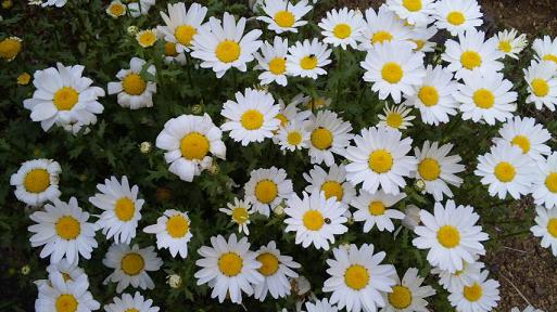 20100504-whiteflowers.JPG